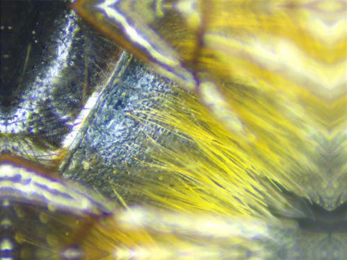 Réf. 246 369 : Bombus terrestris